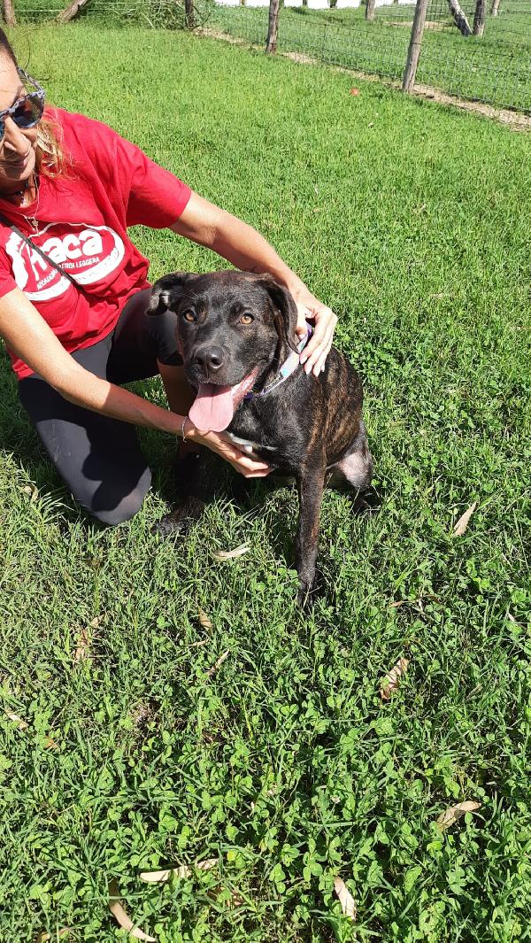 Ninuccia, 6 Mesi, Taglia Grande, Cucciolo Femmina 